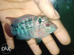 Want to sell super red dragon flowerhorn male