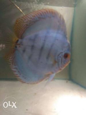 Wanted discus fish 20pic in whole sale rate