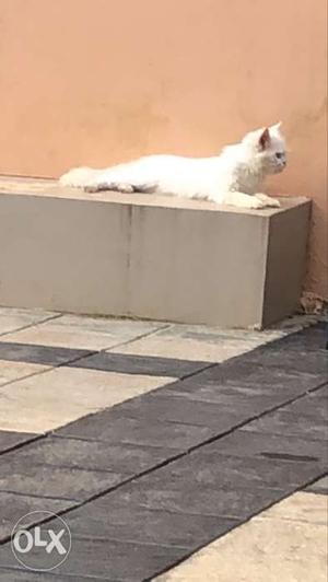 White Cat In Peringathur