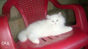 White Persian Cat On Red Armchair