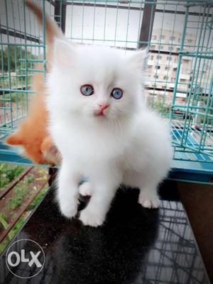 White Persian Kitten Available for Sale