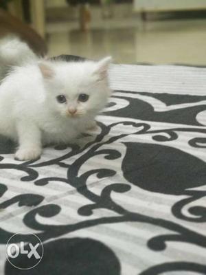 White Persian Kittens. Pure Breed with Blue Eyes.