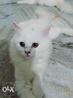White Persian kitten with doll face available