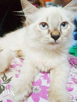 White healthy female Persian kitten age4 months