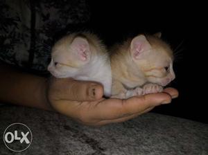 White n brown 4 week old kittens up for sale