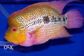 Yellow And White Flowerhorn Cichlid