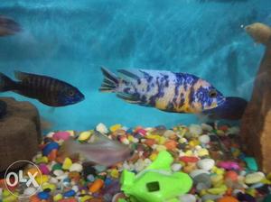 Yellow And blue fish 1 pic 500 fix rate