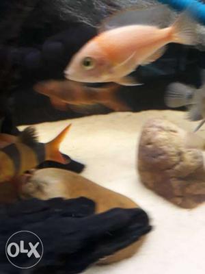 Yellow african cichlid single 3.5"