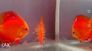 Yellow face Red body san meher discus babies for sale