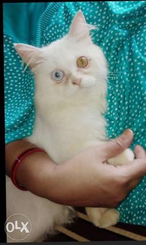 5 month percian cat odd eyes