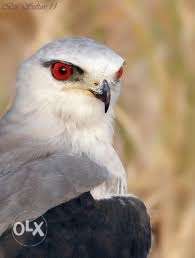 Black shouldered kite with gloves and hood
