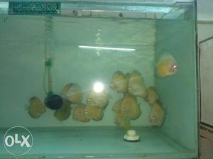 Discus Fish size 1. 5 inch