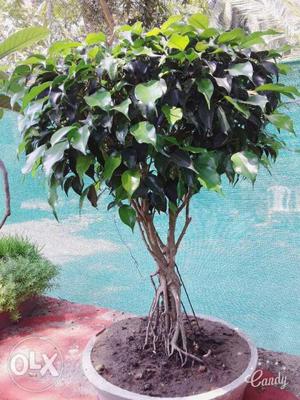 Ficus bonsai indoor creation 10yr old