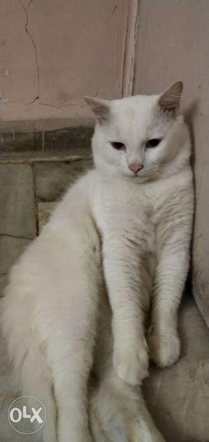 1 n half year old white male trained Persian cat
