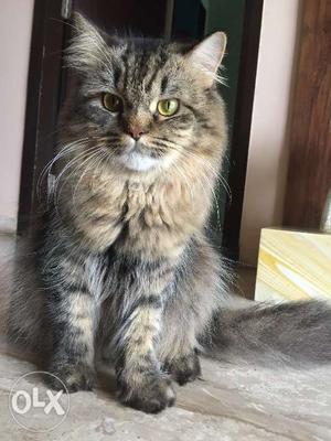 1 year old vaccinated male cat available for