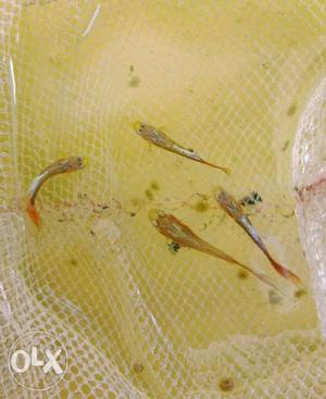 13 male and female guppies for sale!Long tail and
