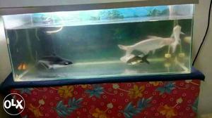 2.5ft ×1ft fish tank,and 3 big shark,1hitar