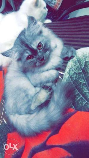 2 Doll faced Persian cats for urgent sale