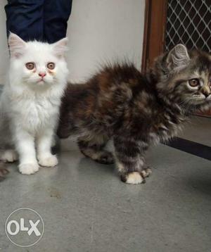 2 persian cat semi punch double coat male and female