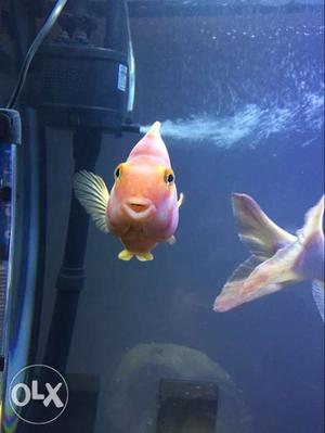 2 pinkish red fish at  rs big size 4-5 inches