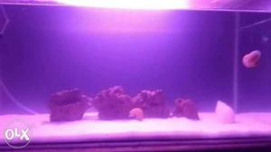 3 feet aquarium for sale with fishes sand rocks