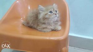 3 months old doll face male persian kitten