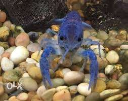 4 Inc long Electric blue lobster