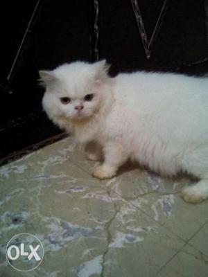4Years old male Persian trained cat