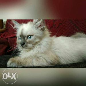 9 months old male Persian cat vry much train for toilet.
