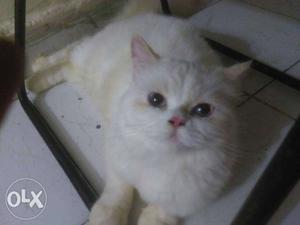 A female persian double coated white cat ready for mate. 12