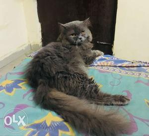 A male persian cat one and half years gray