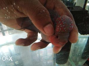 AAA grade flowerhorn interested person call me r
