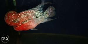 AAA quality imported flowerhorn for urgent sale