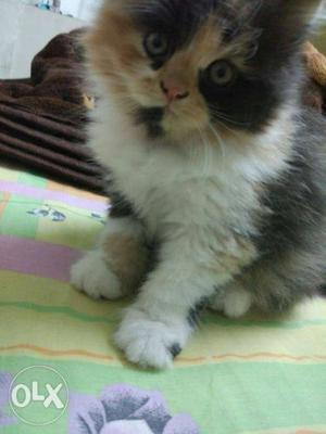 Adorable Calico Persian kitten available.