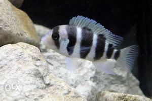 African frontosa fish in very cheapest price.