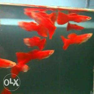 Albino full red guppies available