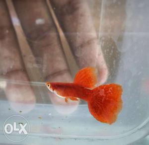 Albino full red super fan tail guppy 3 month old