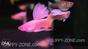 Albino pink first quality guppy