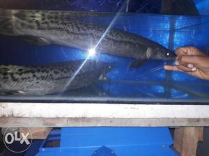 Aligator Gar For Sale, About 70 Cm, Only One
