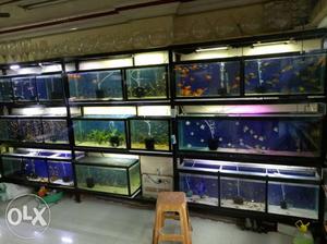 All types molded tank New veraity fish available.