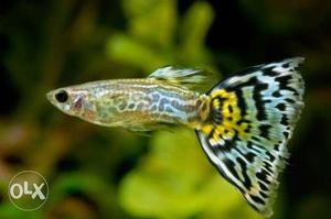 All types of guppies hybrid breeding varieties