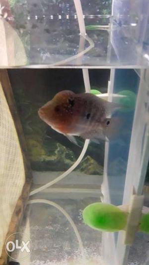 Best quality flowerhorn