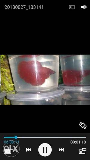 Betta fish full moon..breeding size 4 sale