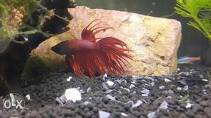 Betta fish - full red crown tail breed, very healthy