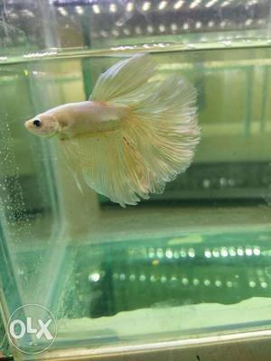 Betta fish fullgold Fullmoon exclusive imported
