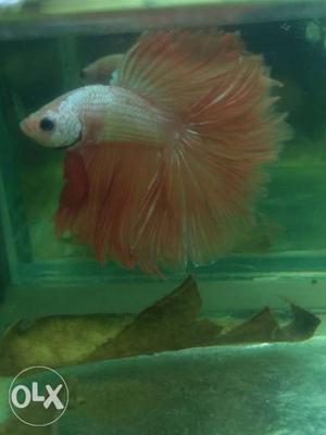Betta fish rose colour