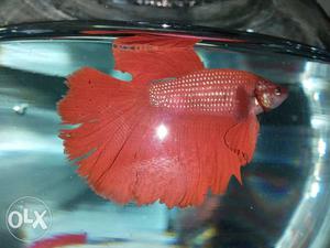 Betta red half moon 670rs with bowl