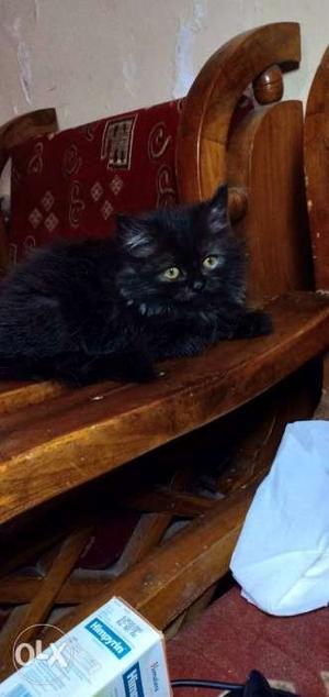 Black male kitten