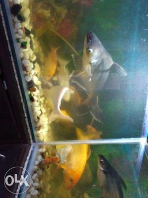 Black white shark fish and gold fish, sizes 1/5