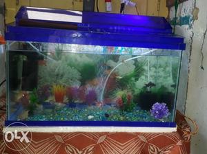 Blue framed fish tank 2×1×1 feet